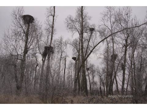NIDOS EN EL PLANTIO TIJERAS