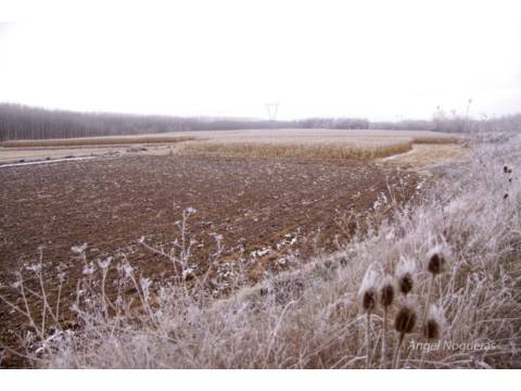 PARCELAS MUNICIPALES